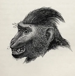 Cynopithecus niger, wenn er durch Streicheln erfreut wird, aus Charles Darwins 